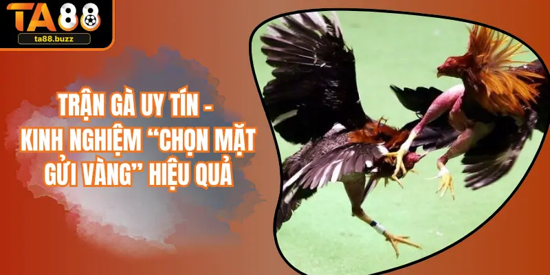 Trận Gà Uy Tín - Kinh Nghiệm “Chọn Mặt Gửi Vàng” Hiệu Quả