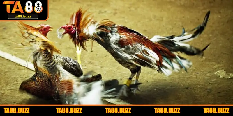 Thông tin về khai báo chiến kê